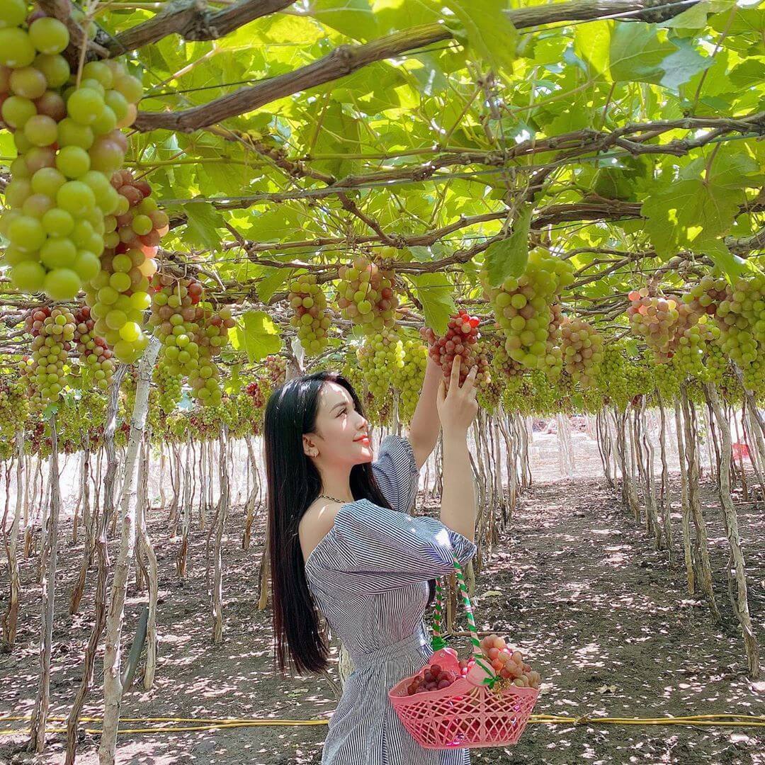 Cánh đồng nho Thái An